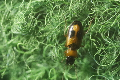 Stenolophus teutonus