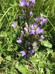 Gentianella germanica