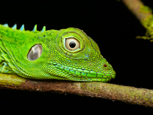Modest Forest Dragon, Hypsilurus modestus