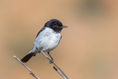 Hooded Robin photo 3