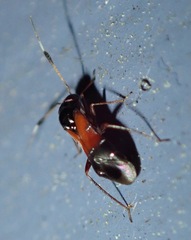 Pilophorus