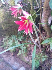 Hippeastrum machupijchense