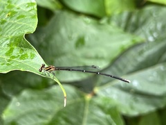 Prodasineura autumnalis