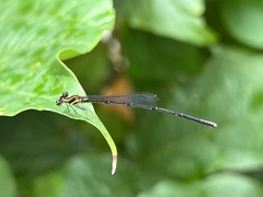 Prodasineura autumnalis