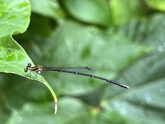 Prodasineura autumnalis