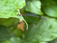 Prodasineura autumnalis