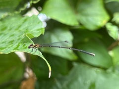 Prodasineura autumnalis