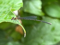 Prodasineura autumnalis