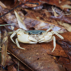 Geothelphusa dehaani