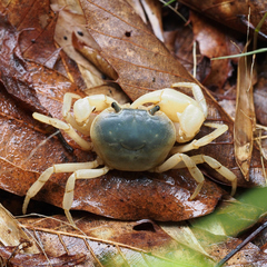 Geothelphusa dehaani