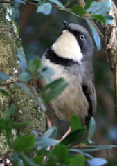 Apalis thoracica claudei