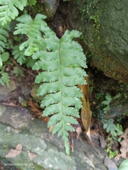 Hymenasplenium excisum