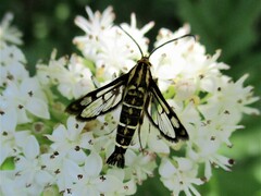 Pyropteron triannuliformis