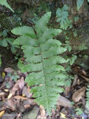 Hymenasplenium excisum