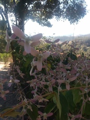 Angiospermae