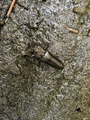 Nadezhdiella cantori