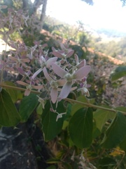 Angiospermae