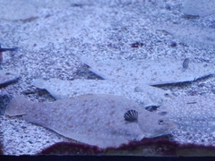 Solea senegalensis