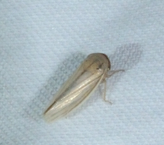Athysanus argentarius