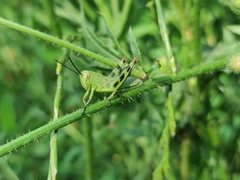 Heteracris pterosticha