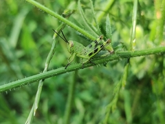 Heteracris pterosticha