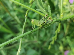 Heteracris pterosticha