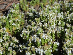 Thymus carnosus