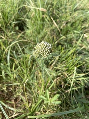 Achillea millefolium
