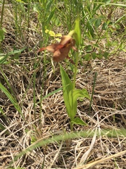 Cypripedium candidum