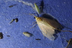 Miltochrista miniata