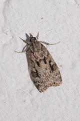 Scoparia basistrigalis