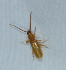 Smodicum cucujiforme