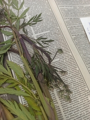 Cicuta virosa