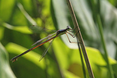 Lestes inaequalis