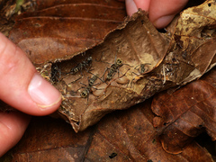 Polyrhachis sexspinosa