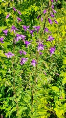 Campanula × spryginii