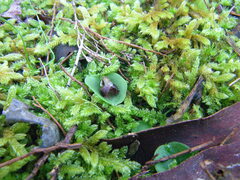 Corybas despectans