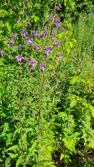 Campanula × spryginii
