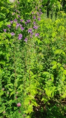 Campanula × spryginii