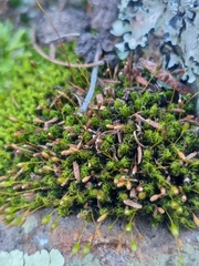 Ptychomitrium crispatum