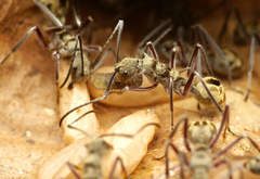 Polyrhachis sexspinosa