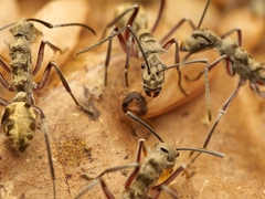 Polyrhachis sexspinosa