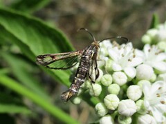 Pyropteron triannuliformis