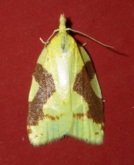 Cenopis niveana