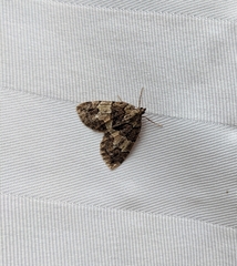 Hydriomena perfracta