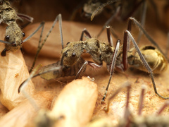 Polyrhachis sexspinosa