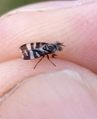 Herina frondescentiae