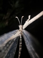 Neuroleon ochreatus