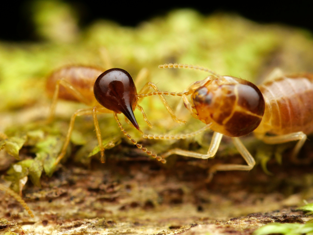 Conehead Termites
