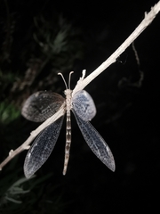 Neuroleon ochreatus